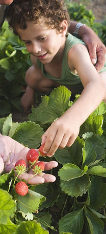 Farm 1